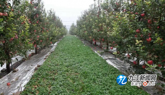 种植苹果英语新闻种苹果用英语怎么说