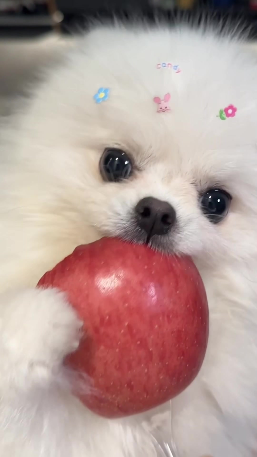 小狗图标苹果版软件iphone改app图标-第2张图片-太平洋在线下载